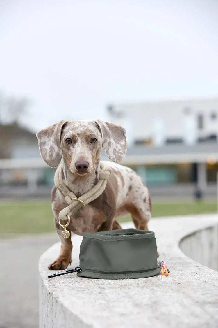 Zubehör Hunde