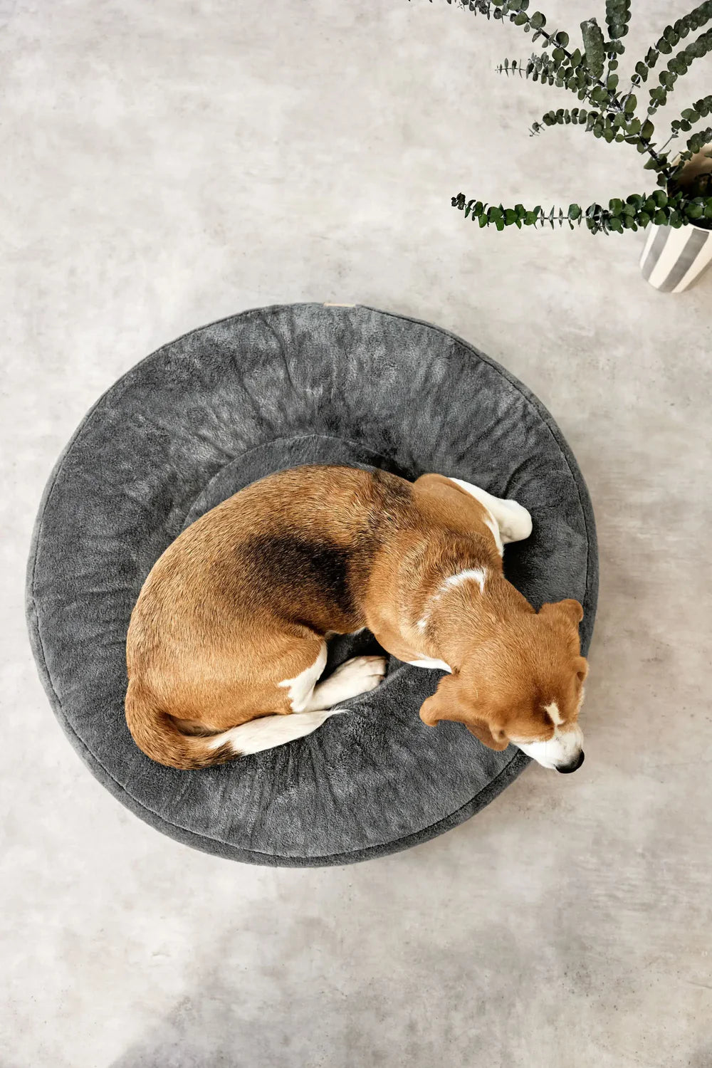 Hundebett Rund - Fippa, Anthrazit