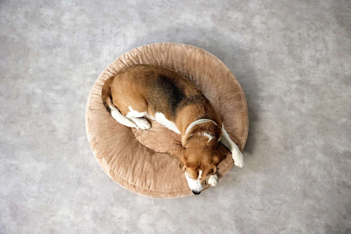 Hundebett Rund - Fippa, Humus