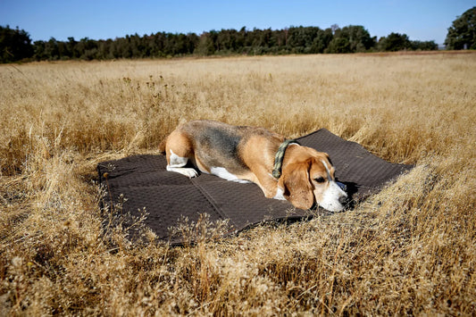 Hundemattentasche Nobo Anthrazit Palopa