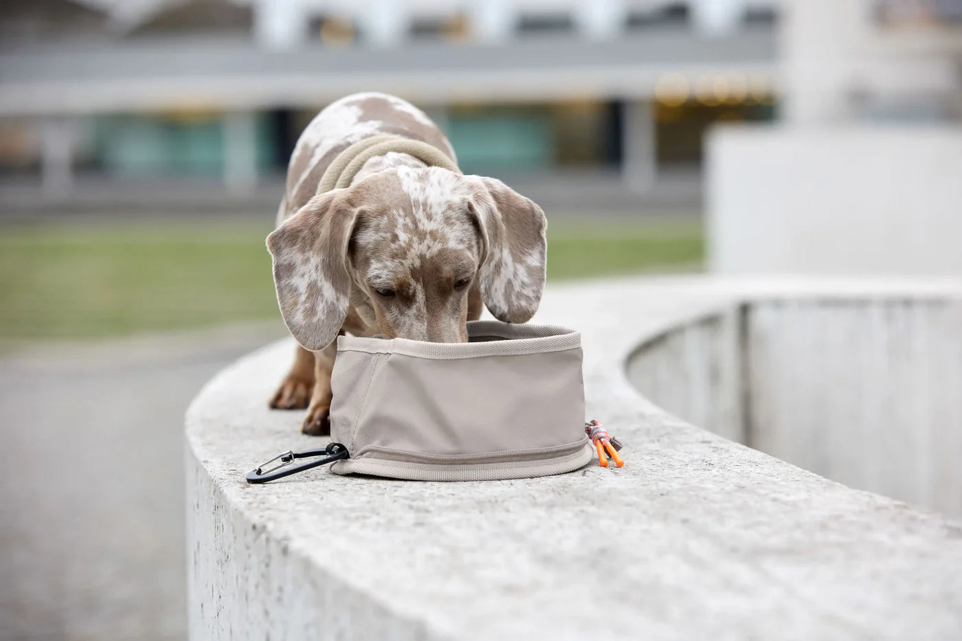 Leckerlibeutel Emma Taupe & Hundenapf Tura Taupe Palopa